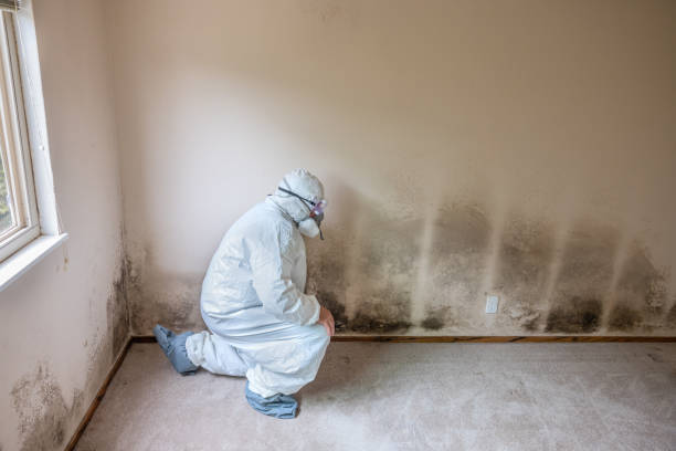 Professional Mold Remediation in Frackville, PA